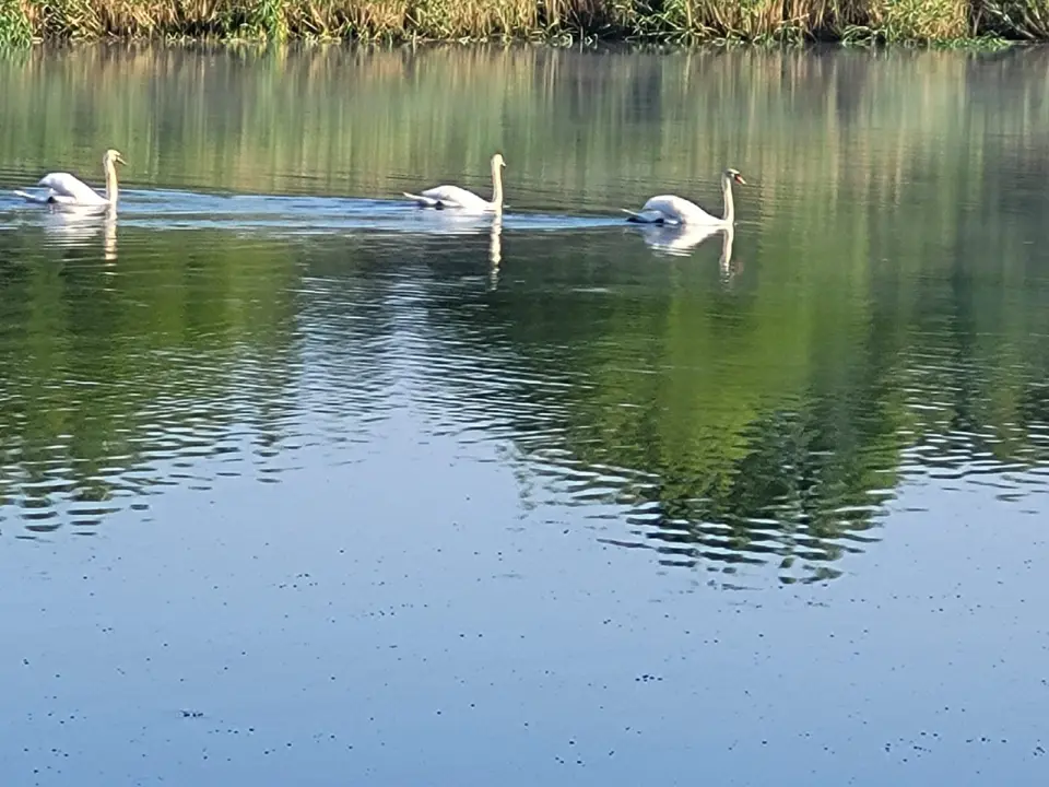 Casa individuală de vânzare Balotești, Ilfov - rezidență de lux cu ponton pe lac - imaginea 8