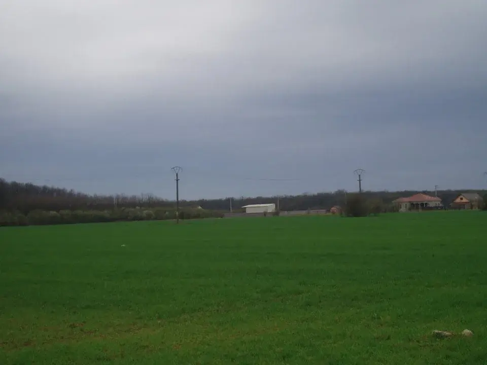 Teren Rezidențial în Cioflinceni, Ilfov - 1 Hectare cu Acces Direct la Pădure - imaginea 2