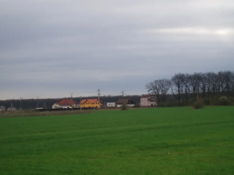 Teren Rezidențial în Cioflinceni, Ilfov - 1 Hectare cu Acces Direct la Pădure