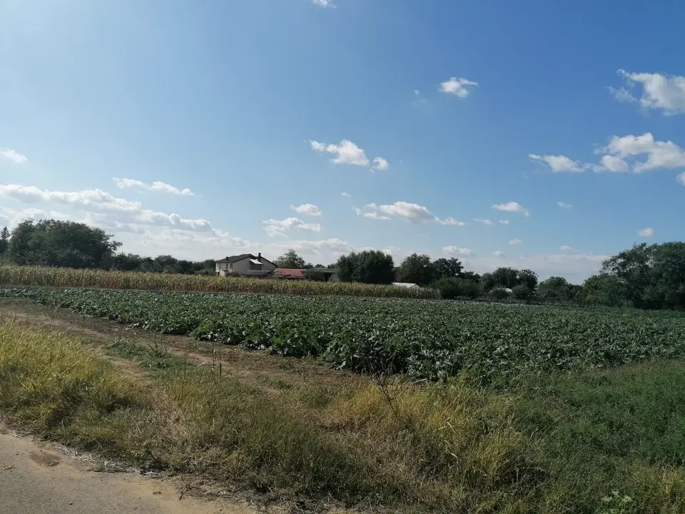 Teren de vanzare Gruiu, Ilfov - 15300 mp, 69m deschidere la drum asfaltat - imaginea 2