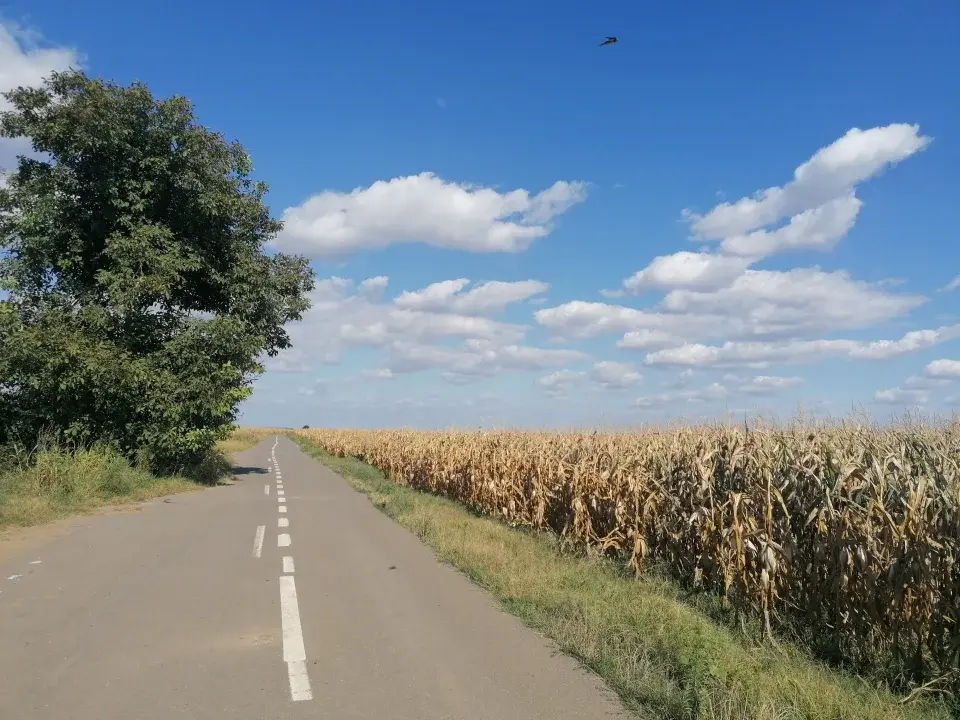 Teren de vanzare Gruiu, Ilfov - 15300 mp, 69m deschidere la drum asfaltat - imaginea 3