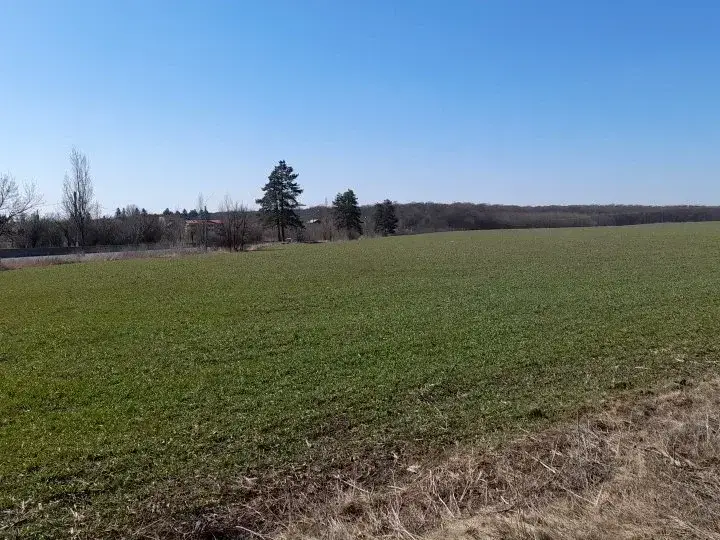 Teren Intravilan de Vânzare Săftica, Ilfov - 16800 mp cu Vederi Spre Lac și Pădure - imaginea 2
